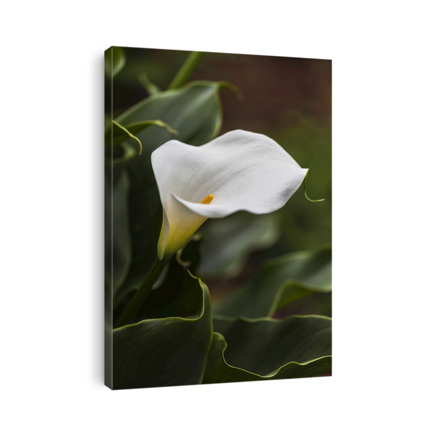 A White Zantedeschia Aethiopica, Known As Calla Lily And Arum Lily; British Columbia, Canada