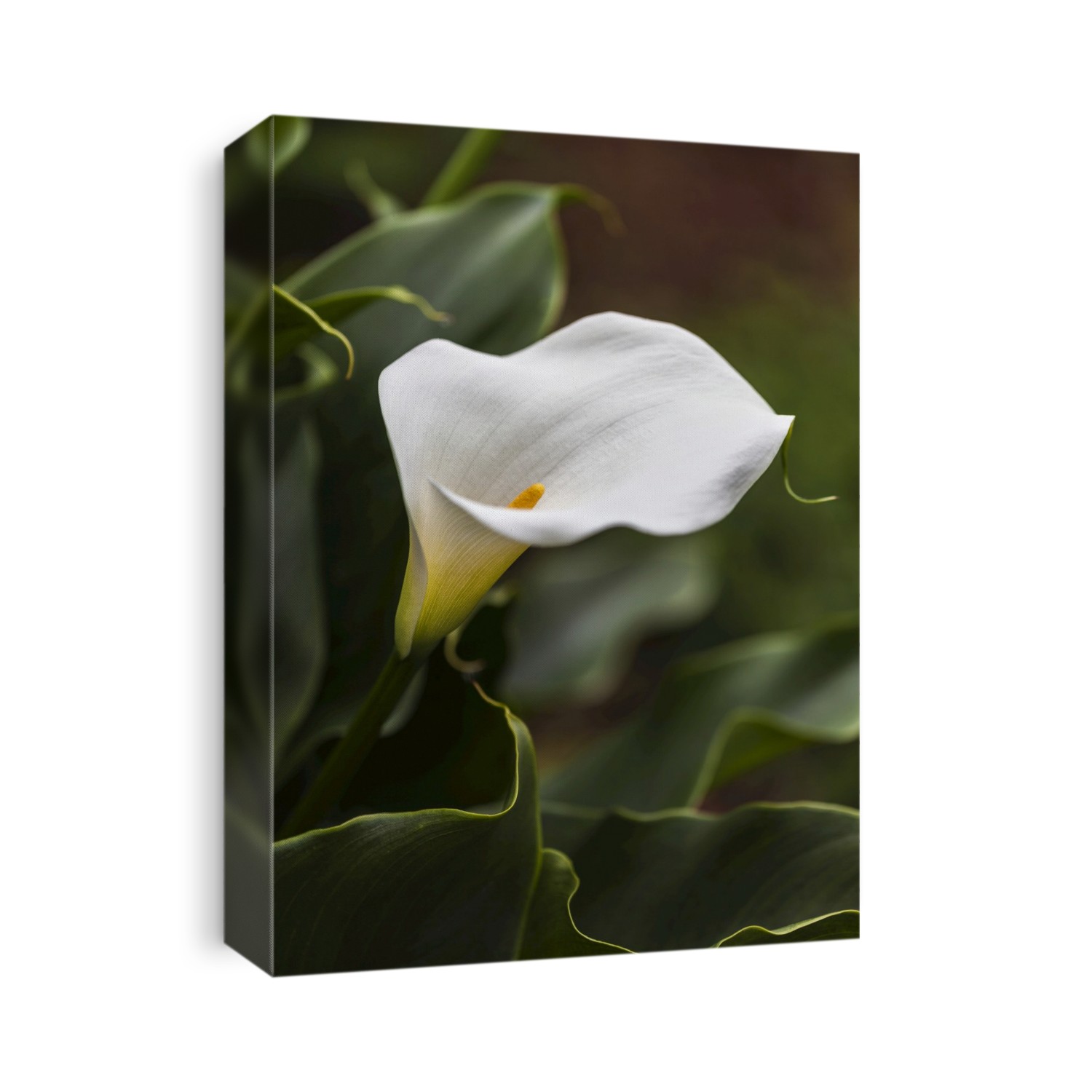 A White Zantedeschia Aethiopica, Known As Calla Lily And Arum Lily; British Columbia, Canada