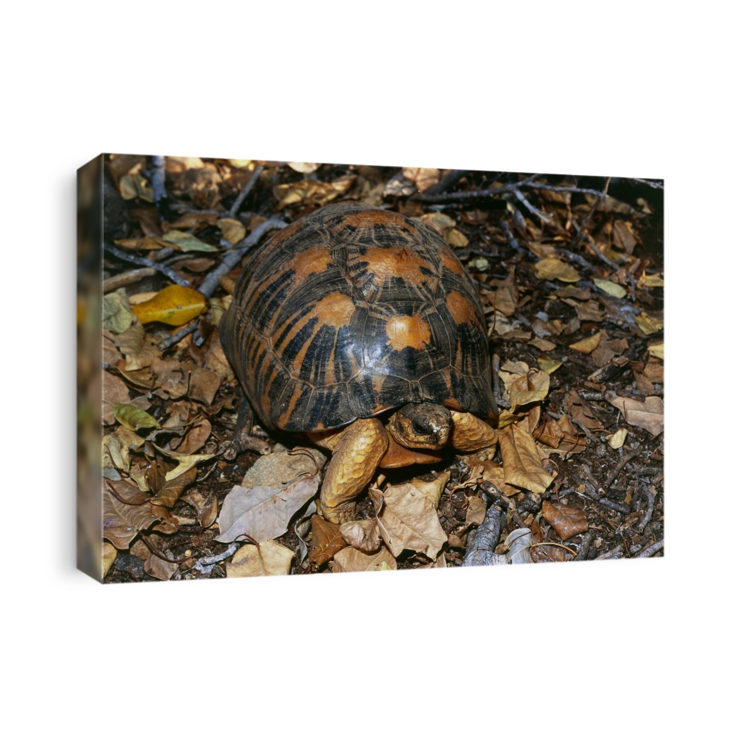 Radiated tortoise (Geochelone radiata) crawling across a forest floor in the Tsimanampetsotsa National Park in south west Madagascar. The radiated tortoise is notable for its dark shell marked with yellow lines which radiate out from the centre of each plate.