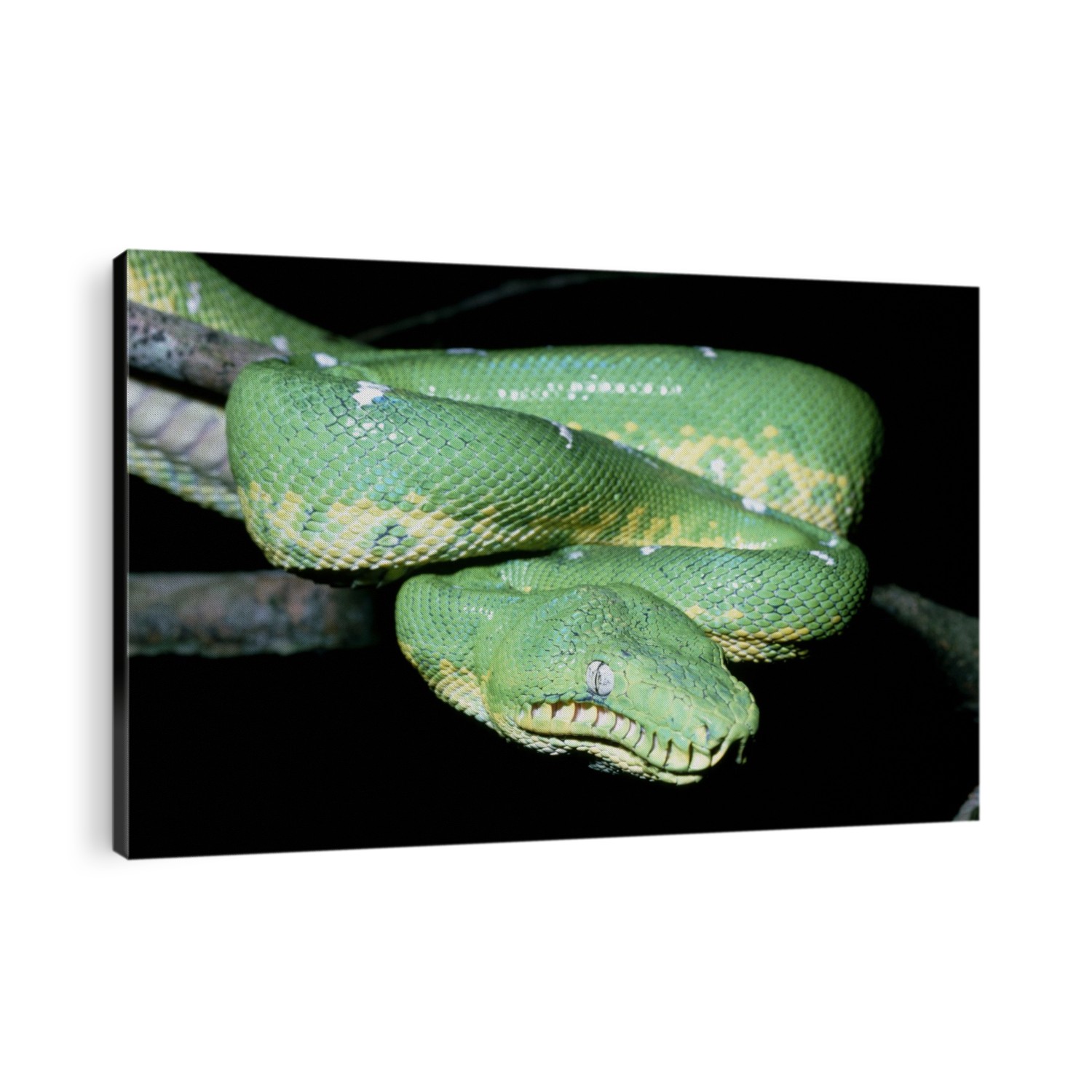 Emerald tree boa, Corallus caninus, of the Amazon basin; this one was found in the lowland rain forest of Ecuador. These snakes grow to a length of about 2 m. It is one of the most beautiful of boa species having a brilliant green coloration with whitish bands; this also offers superb camouflage when it crawls about in trees or shrubs as it hunts bird and lizards. The body is compressed laterally, allowing the snake to press close to the tree branches; on the ground it is not particularly agile. This species has long fore teeth for gripping prey, and a row of heat- sensitive pits enabling it to detect prey in the dark.