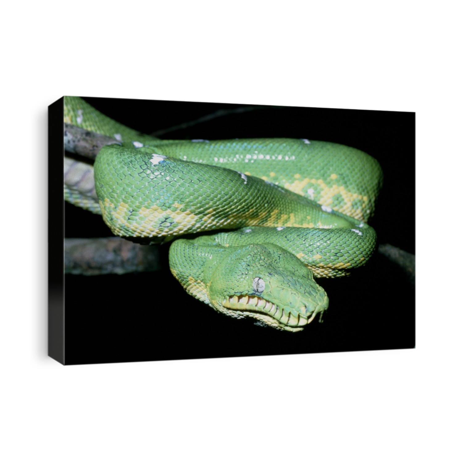 Emerald tree boa, Corallus caninus, of the Amazon basin; this one was found in the lowland rain forest of Ecuador. These snakes grow to a length of about 2 m. It is one of the most beautiful of boa species having a brilliant green coloration with whitish bands; this also offers superb camouflage when it crawls about in trees or shrubs as it hunts bird and lizards. The body is compressed laterally, allowing the snake to press close to the tree branches; on the ground it is not particularly agile. This species has long fore teeth for gripping prey, and a row of heat- sensitive pits enabling it to detect prey in the dark.