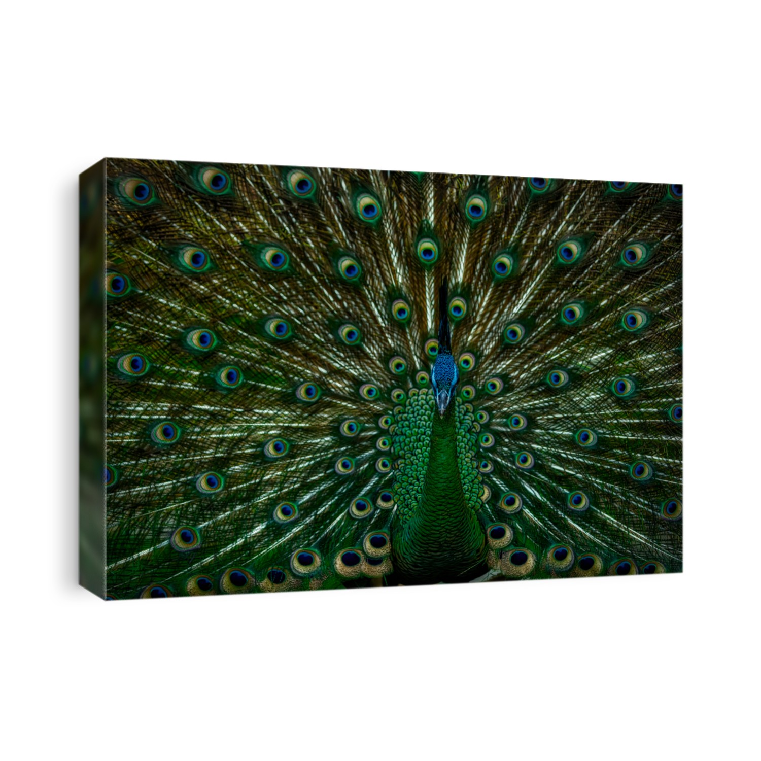 Portrait of beautiful peacock with feathers out

