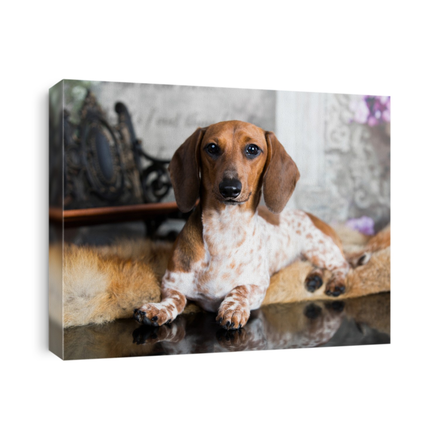 Dachshunds dog, rare color in the dog, Piebald