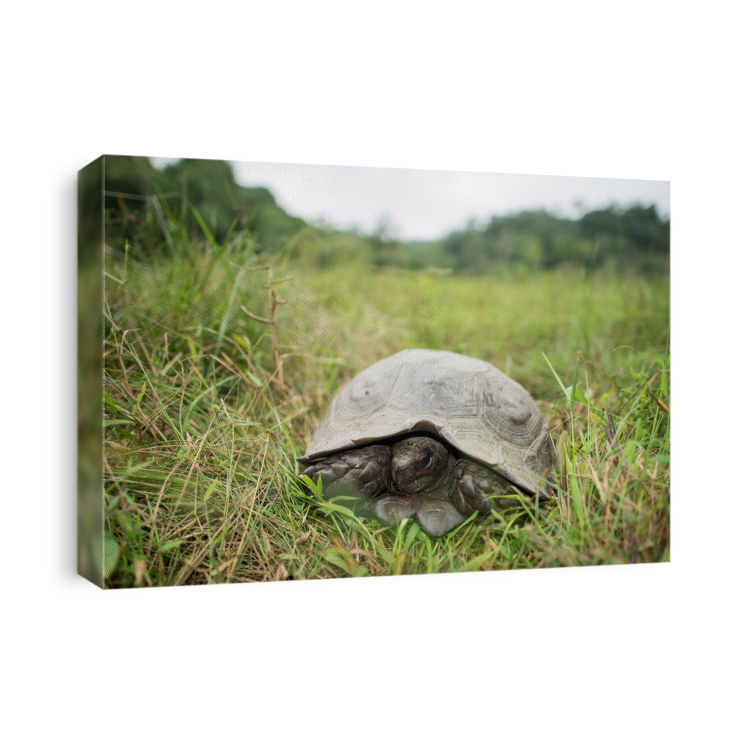 The Asian forest tortoise, Manouria emys in Family Testudinidae, laying on green grass fields. 
