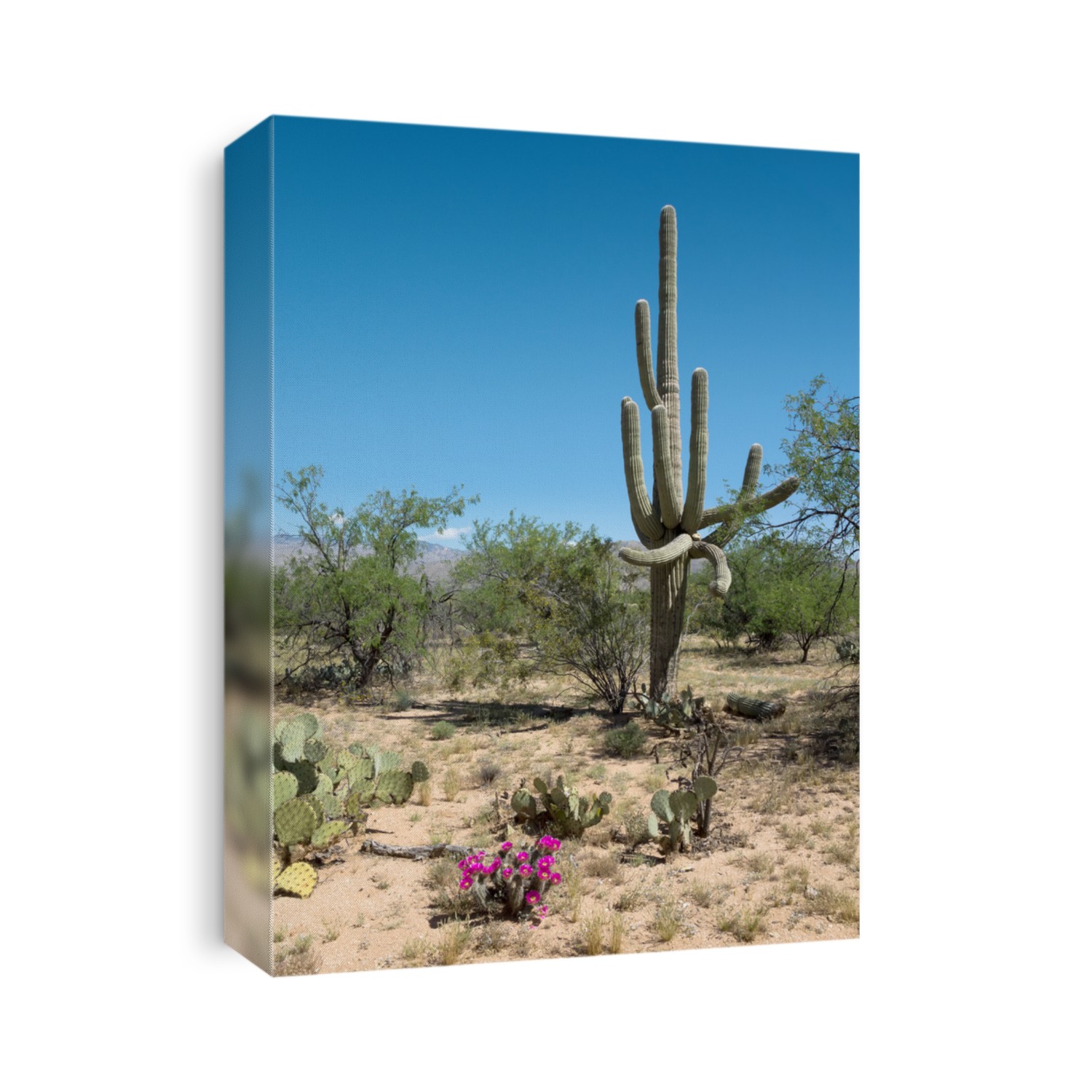 Carnegiea gigantea and flowering Strawberry Hedgehog Cactus (Echinocereus engelmannii). Saguaro National Park, Arizona, USA